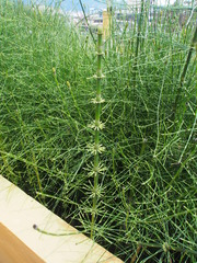 Equisetum × schaffneri