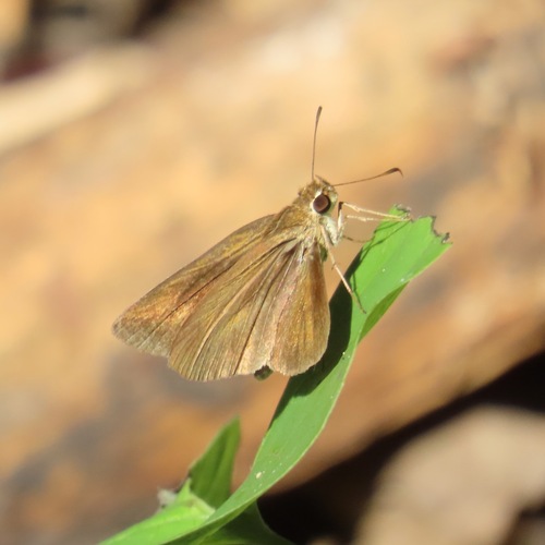 Northern Faceted Skipper (Synapte pecta)