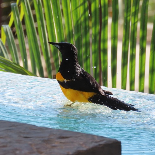 Black-vented Oriole (Icterus wagleri)