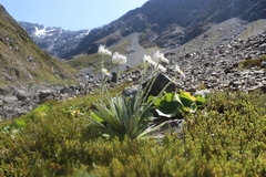 Celmisia semicordata