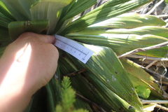 Celmisia semicordata