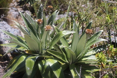 Celmisia semicordata