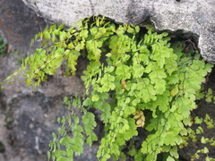 Adiantum concinnum