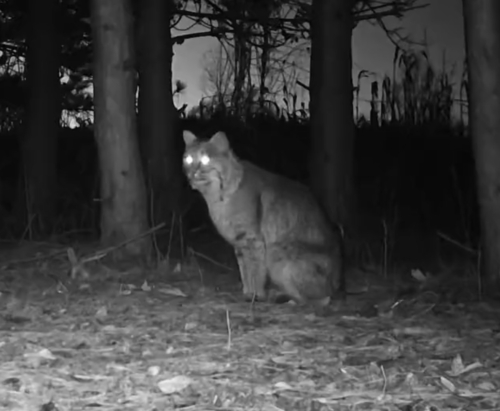 Bobcat photographed in Wisconsin