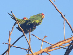 Psittacara finschi