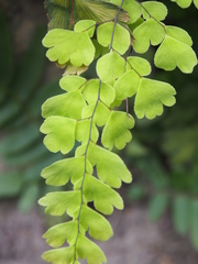 Adiantum concinnum