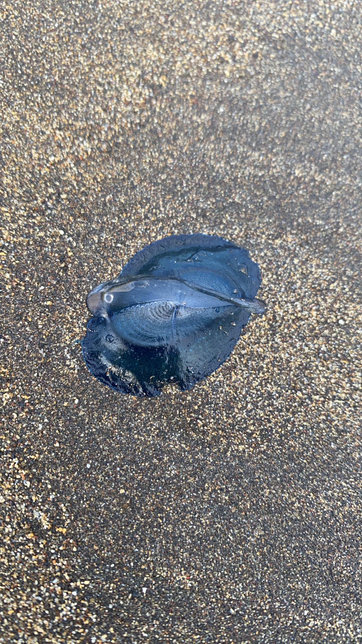 Velella velella (Linnaeus, 1758)