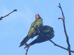 Psittacara finschi