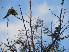 Psittacara finschi