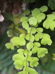 Adiantum concinnum