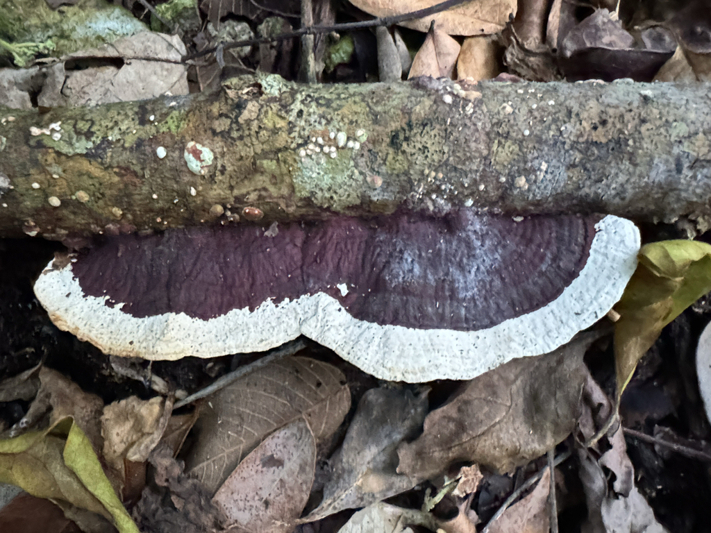 Earliella scabrosa · January 2026 · photo: © jilldevito (iNaturalist, cc0)