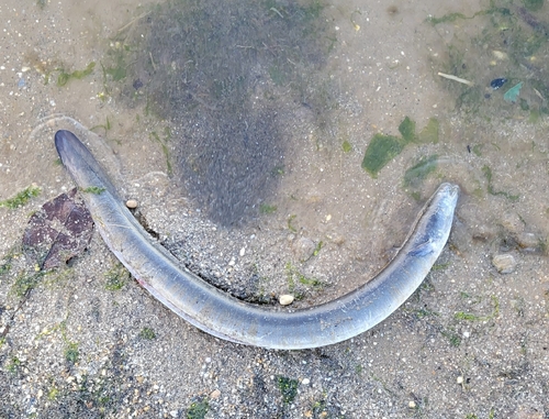 American eel (Anguilla rostrata) — Anguillidae