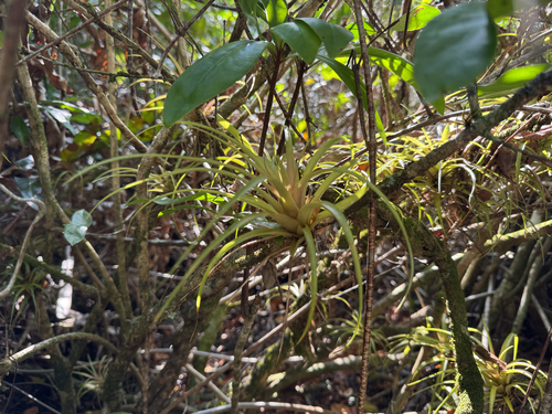 Leatherleaf airplant