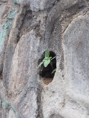 Magnoliopsida