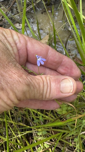 Lobelia membranacea observed 2026-01-11