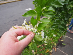 Magnoliopsida