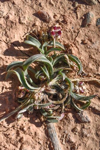 Plantago amplexicaulis iNat (3)