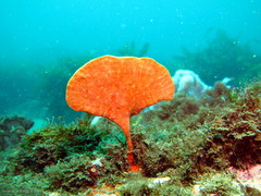 Echinoclathria leporina