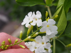 Magnoliopsida
