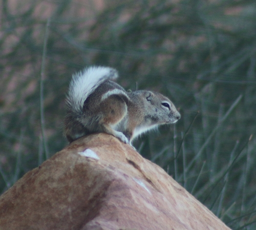 White-tailed Antelope Squirrel observed by countdrakaela