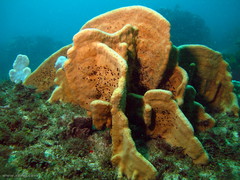 Echinoclathria leporina