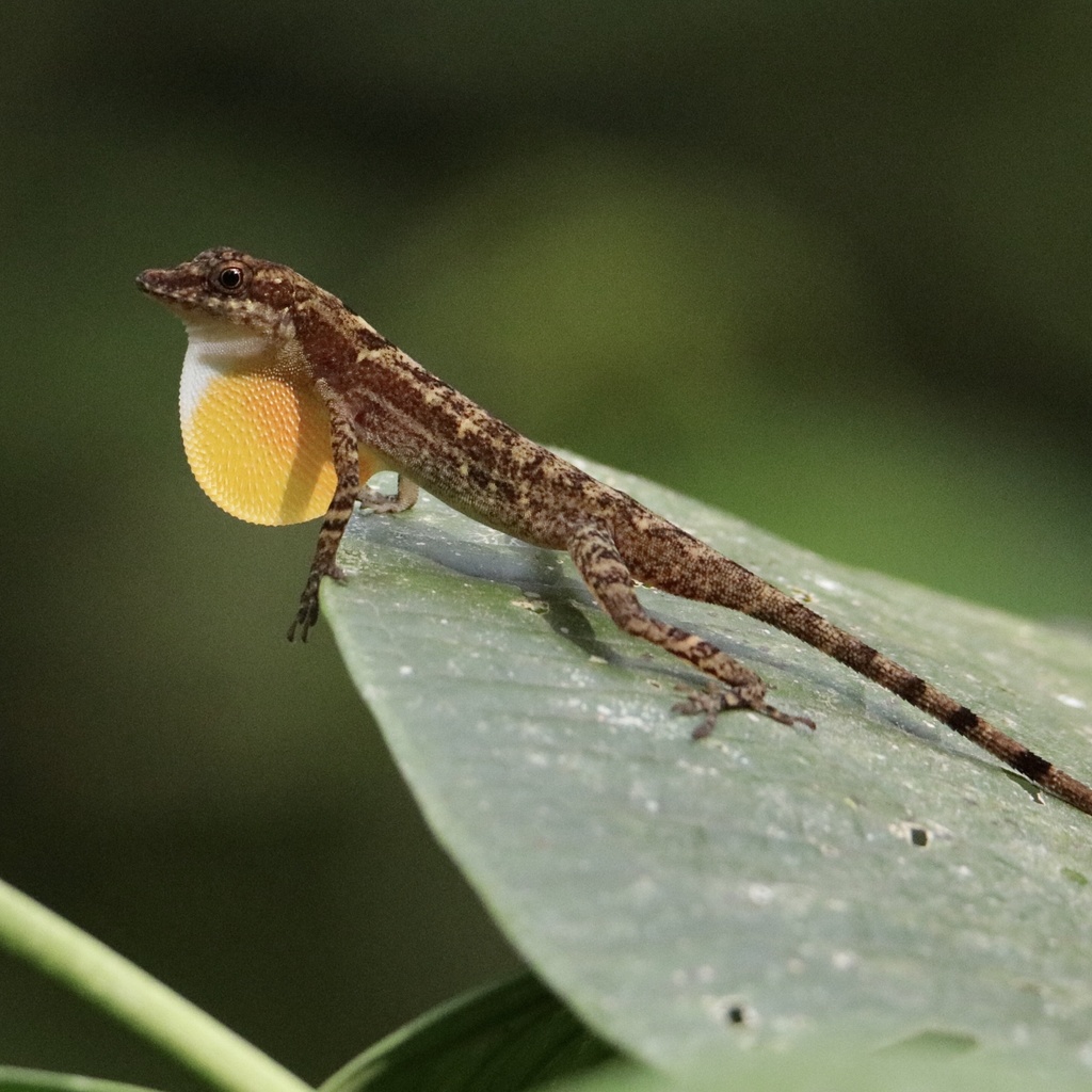 Panama City Anole