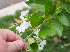 Magnoliopsida