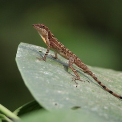 Panama City Anole photo 2