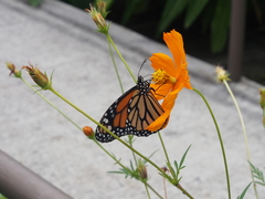 Danaus plexippus