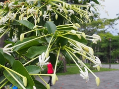 Posoqueria latifolia