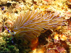 Pteraeolidia ianthina