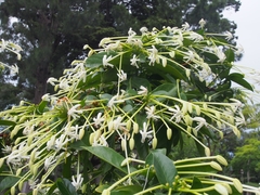 Posoqueria latifolia