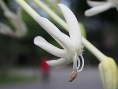 Posoqueria latifolia