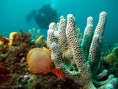 Polycitor giganteus