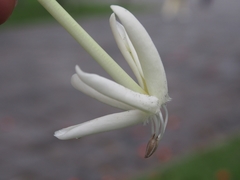 Posoqueria latifolia