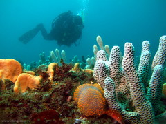 Polycitor giganteus