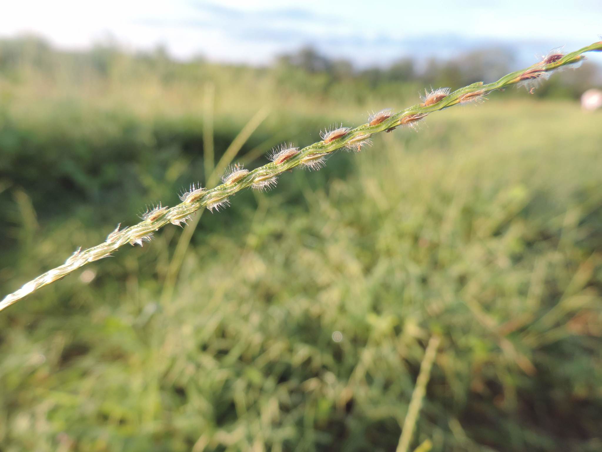 Digitaria bicornis