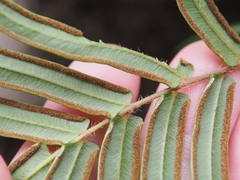 Pteris vittata