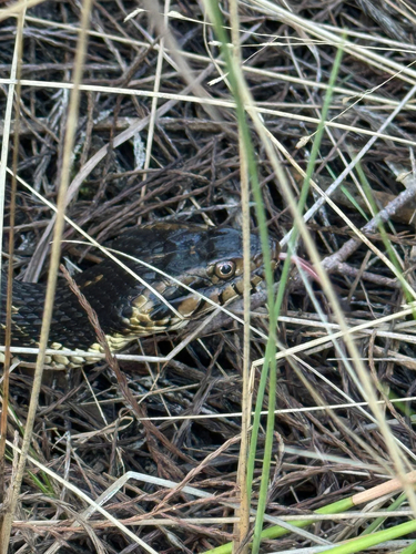 Banded Watersnake observed by doctorscience