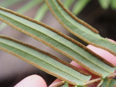 Pteris vittata