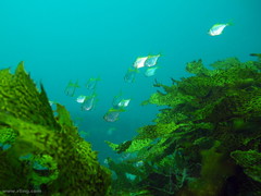 Schuettea scalaripinnis