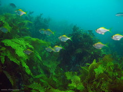 Schuettea scalaripinnis