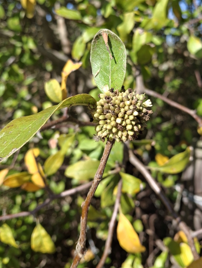 bully trees from Kaplan, LA 70548, USA on January 11, 2026 at 02:28 PM ...