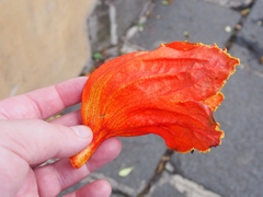 Spathodea campanulata