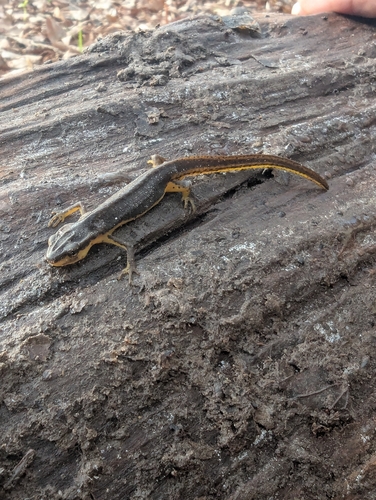 Eastern Newt observed by jacobvincent