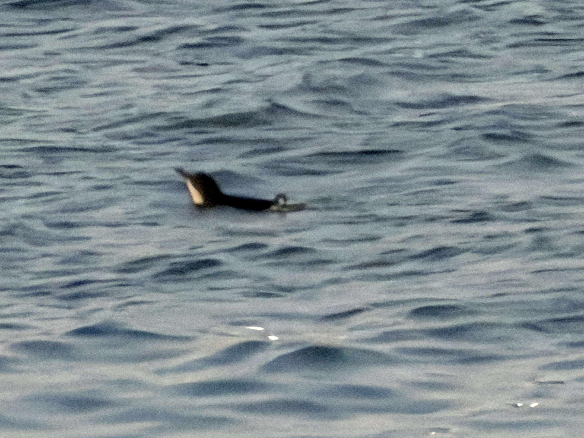 Little Penguin (Eudyptula minor), photo 10
