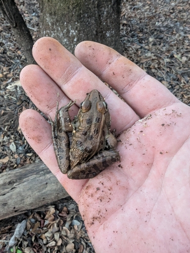 Southern Leopard Frog observed by jacobvincent