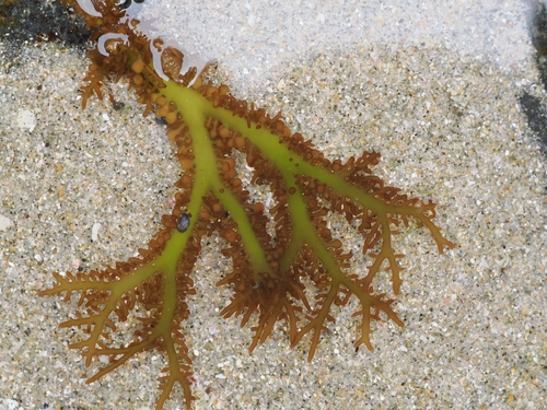 Gigartina macrocarpa, 2026-01-06
