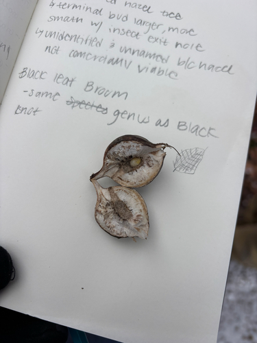 Unknown species found near Cranberry Rd, Finland, MN, US
