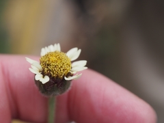 Tridax procumbens